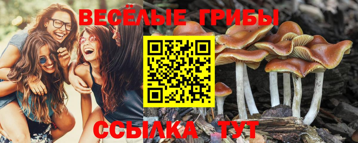 Псилоцибиновые грибы Psilocybe  Вход с VPN  Лиски 